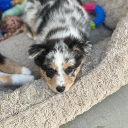Miniature Australian Shepherd All Grown Up from Furrever.Mini.Aussies.llc