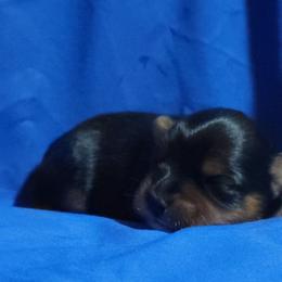 Boy 2 - Black and tan male Yorkshire Terrier puppy in Pineville, Kentucky from Yorkies of Pineville