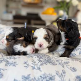 Yellow - Blue merle male Bernedoodle puppy in Indiahoma, Oklahoma from Farm Fresh Doodles