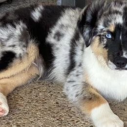 Australian Shepherds from Bent Bar C Aussies