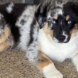Australian Shepherds from Bent Bar C Aussies