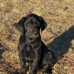 Badger - Black male Labrador Retriever puppy in Winnemucca, Nevada from Oakley's Mountain View Kennel