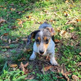 Stacy - Dapple female Dachshund puppy in Goodman, Missouri from Jessica's Dashing Dachsunds and Chihuahuas