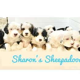 Sheepadoodles from Sharon’s Sheepadoodle’s