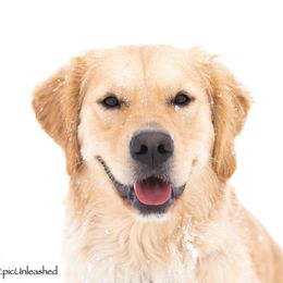 Golden Retriever All Grown Up from Lookout Golden Retrievers