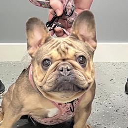 Bev - French Bulldog