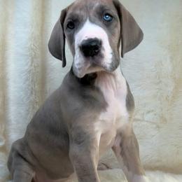 Great Dane Puppies from North Cedar Danes