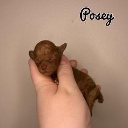 Posey - Red  female Poodle puppy in Morehead, Kentucky from Paw Perfect Pets