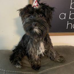 Gianni - Yorkshire Terrier