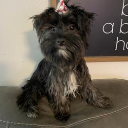 Gianni - Yorkshire Terrier