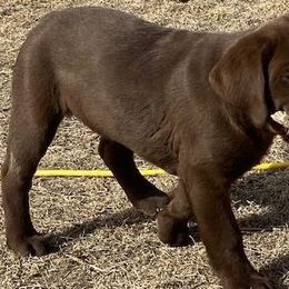 Labrador Retriever Puppies from Labrador emPAWrium