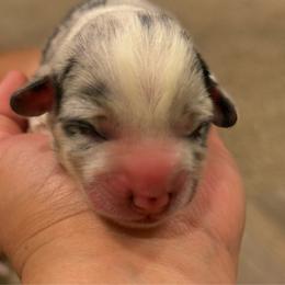 Male blue merle - White and black male Pembroke Welsh Corgi puppy in Glendale, Arizona from CorgiholicsAz