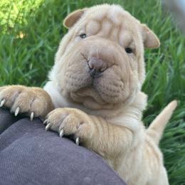 Pearl - Cream dilute female Chinese Shar-Pei puppy in Bakersfield, California from Cashmerewrinkles