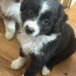 Spook - Black & white female Miniature Australian Shepherd puppy in Gatesville, Texas from Southern Promise Aussie’s
