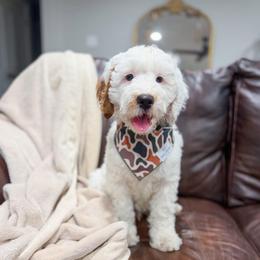 Grape Escape - Parti male Goldendoodle puppy in Sulphur, Louisiana from Curly Q’s Of Carlyss