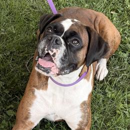 Ellie - Boxer