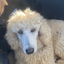 Peaches - Poodle