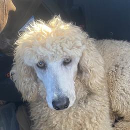 Peaches - Poodle