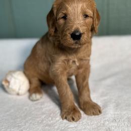 Marge - Apricot female Goldendoodle puppy in Osage City, Kansas from Golden Ridge Goldens