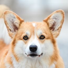 Roxie - Pembroke Welsh Corgi