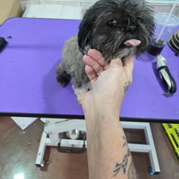 Julia - Shih Tzu