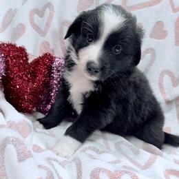 Purple collar - Black tri female Miniature Australian Shepherd puppy in 32046, Florida from River Hill Ranch