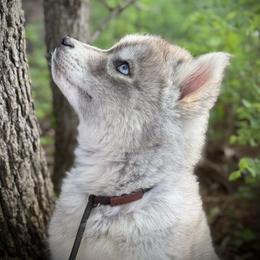 Pomsky and Siberian Husky Puppies from A-Dream Pomsky Kennel