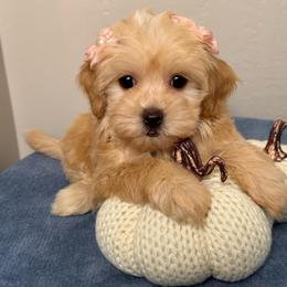 813 Lyla - Apricot female Maltipoo puppy in Bakersfield, California from Silvia's Maltipoos