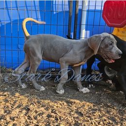 Tissaia - Blue and white Great Dane puppy in Spring, Texas from Stark Danes