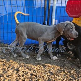 Tissaia - Blue and white Great Dane puppy in Spring, Texas from Stark Danes