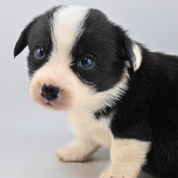 Cider - Black and white female Cardigan Welsh Corgi puppy in Bland, Missouri from Shadey Lane Corgis