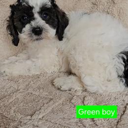 Green boy - Tri-color male Cavapoo puppy in Bedford, Pennsylvania from A Doodle For You