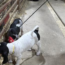 Bluetick Coonhound Puppies from 5280 Show stock