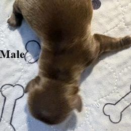 Hocus - Chocolate male Shih Tzu puppy in Modoc, Kansas from Karla Sauer