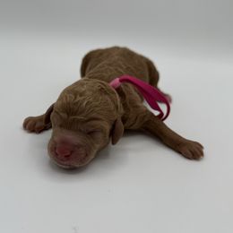 Willow - Red  female Poodle puppy in Southampton, New Jersey from Lavishly Loved Pets LLC