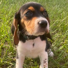 Girl 1 Green - Black and white female Beagle puppy in Crestview, Florida from Alicia's Beagles