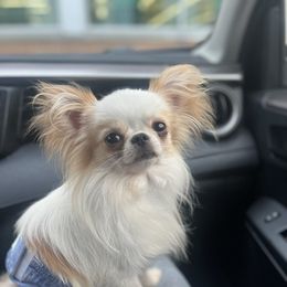 Boston - Chihuahua