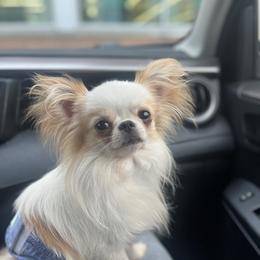 Boston - Chihuahua