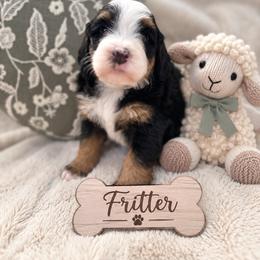 Fritter - Tri-color male Bernedoodle puppy in Waco, Texas from Blessings Pups Doodles