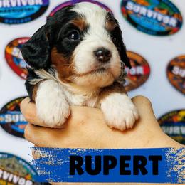 Rupert - Tri-color male Bernedoodle puppy in Gilbert, Arizona from Safe Havynn Doodles