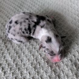 Lucky - Blue merle male Miniature Australian Shepherd puppy in Crockett, Texas from Pleasant Grove Aussies