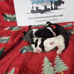Brindle boy - Brindle and white male Cardigan Welsh Corgi puppy in Natchitoches. La, Louisiana from Bleu Bayou Corgis