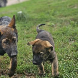 German Shepherd Puppies from Von Thomson Haus
