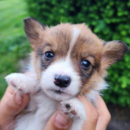Boy 3 - male Pembroke Welsh Corgi puppy in Sidney, Ohio from Cozy Corgi Ranch