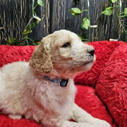 Blue collar - Parti female Poodle puppy in Spring Branch, Texas from Bear Hills kennel