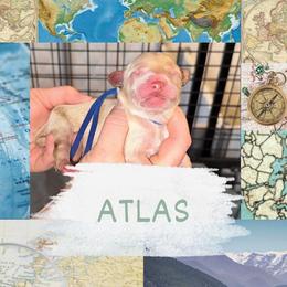 Atlas - Cream male Goldendoodle puppy in Prosperity, Pennsylvania from Stelladoodles & Company