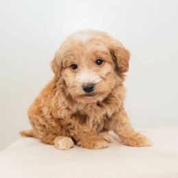 Juno - Cream male Goldendoodle puppy in Tucson, Arizona from Ever After Doodles Arizona