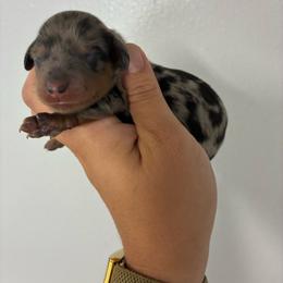 Oscar - Dapple male Dachshund puppy in Alto, Texas from Prima Dachshunds