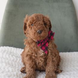 Love Boy 3250 Free Delivery - Red  male Goldendoodle puppy in Mayfield, Utah from Ruff Country Doodles