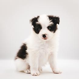 Dice - Black male Border Collie puppy in Dallas, Texas from Effervescent Border Collies